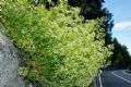 Galium lucidum